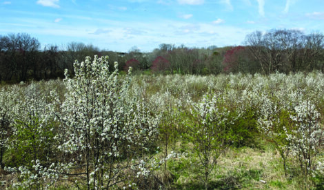 field covered in flowering pear shrubs